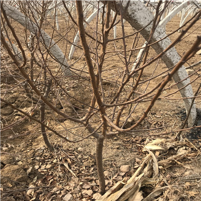 草莓苗批發(fā)基地草莓基質(zhì)苗出售價格