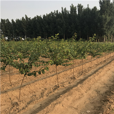 大棚草莓苗草莓基質(zhì)苗基地