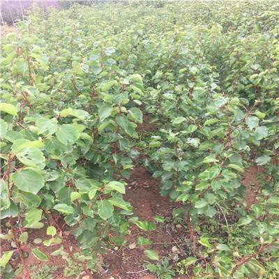 山東草莓苗基地桃熏草莓苗批發(fā)基地