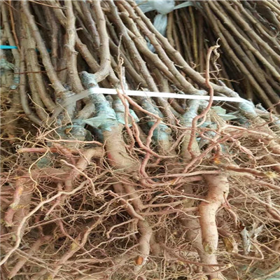 安徽明旭草莓苗批發(fā)基地