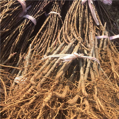 山東草莓苗基地佐賀清香草莓苗批發(fā)價(jià)錢