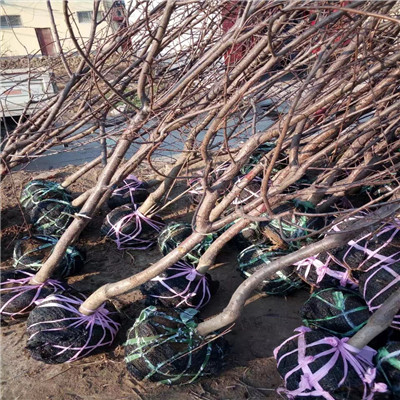 2020年山東隋珠草莓苗品種特點(diǎn)介紹