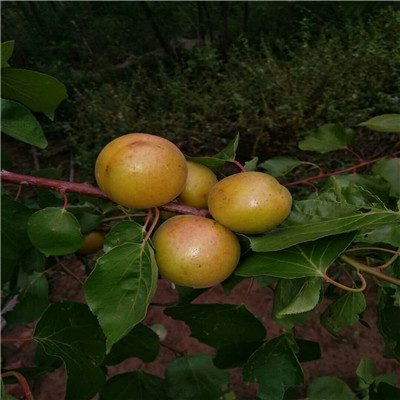 湖北白雪公主草莓苗种植技术