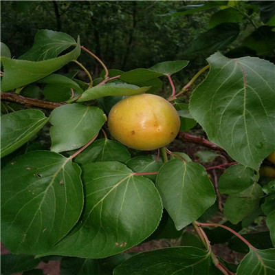 湖南越麗草莓苗批發(fā)基地