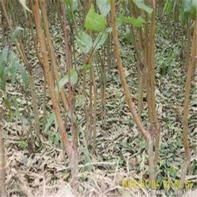 2020年山東雪蜜草莓苗四川雪蜜草莓苗出售價格