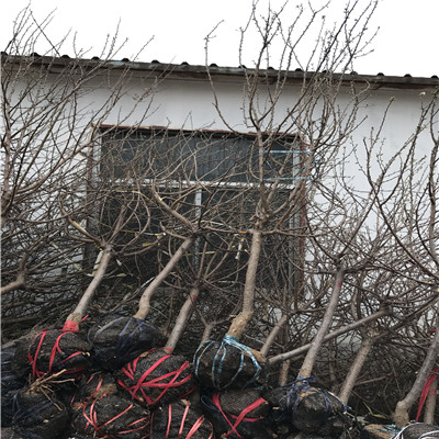 秋霜梨樹(shù)苗優(yōu)良品種梨樹(shù)苗秋霜梨樹(shù)苗一棵價(jià)錢(qián)
