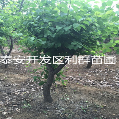 早酥紅梨苗地徑一公分早酥紅梨苗品種特點介紹