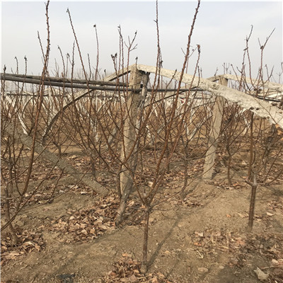 杜梨苗定植兩年三公分杜梨苗批發(fā)價(jià)格