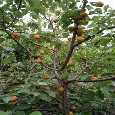 金果梨樹苗優(yōu)良品種梨樹苗金果梨樹苗批發(fā)基地