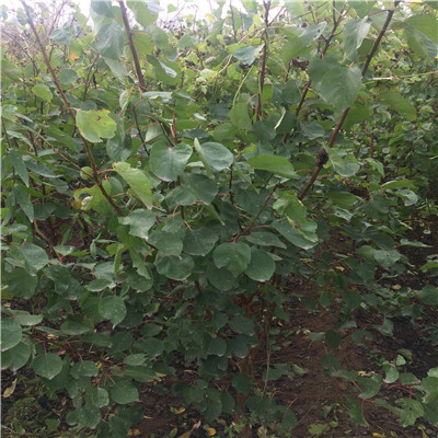 意大利黑梨苗定植兩年三公分意大利黑梨苗價(jià)錢