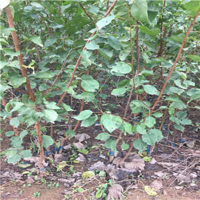 意大利黑梨苗定植兩年三公分意大利黑梨苗價(jià)錢