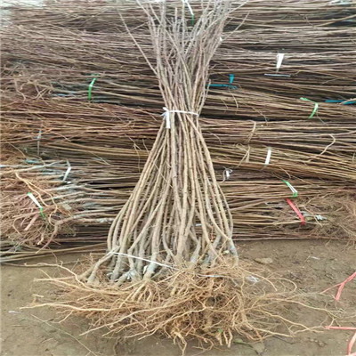 柱狀梨梨樹苗優(yōu)良品種梨樹苗柱狀梨梨樹苗批發(fā)基地