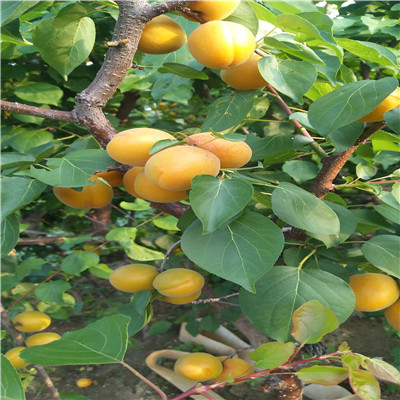 兩年生嫁接梨苗秋霜梨樹苗一棵價(jià)錢