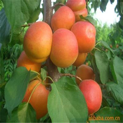 杜梨苗定植兩年三公分杜梨苗批發(fā)價(jià)格