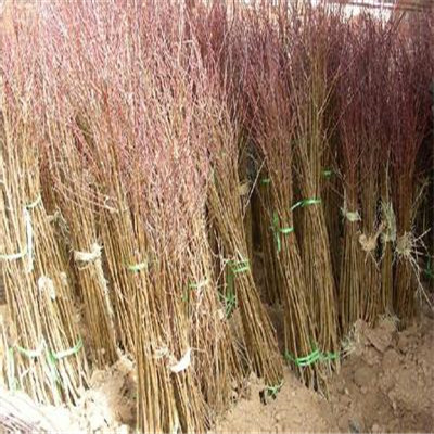 兩年生嫁接梨苗金秋梨梨樹苗出售價錢