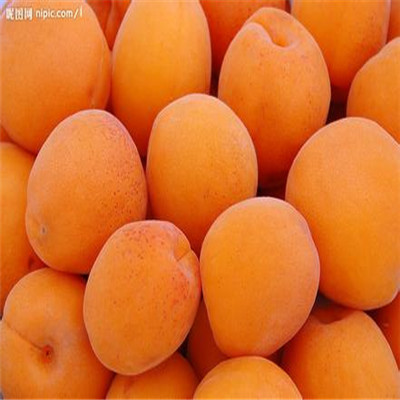 柱狀梨梨樹苗優(yōu)良品種梨樹苗柱狀梨梨樹苗批發(fā)基地
