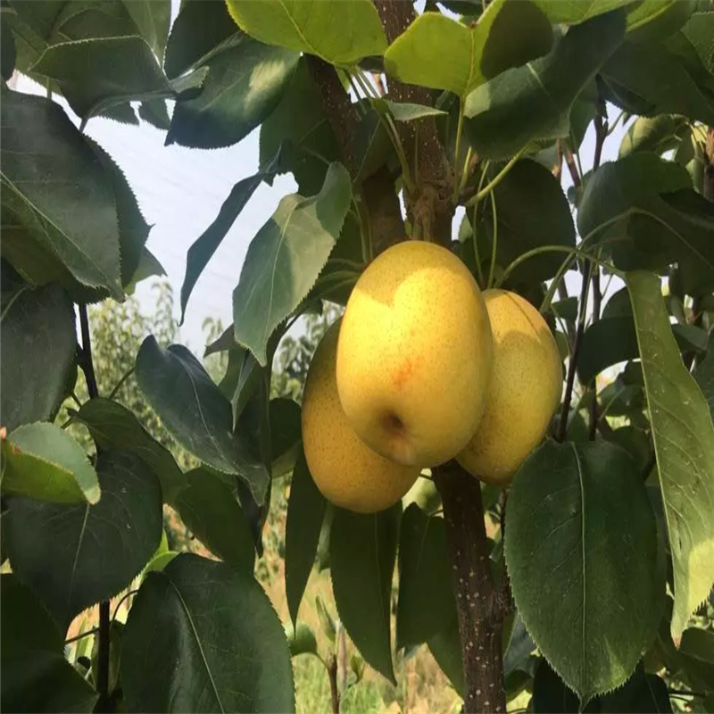 兩年生嫁接梨苗種植技術(shù) 柱狀梨梨樹(shù)苗市場(chǎng)報(bào)價(jià)