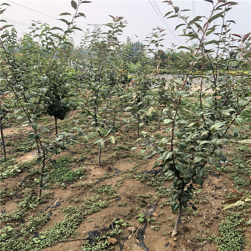新品种梨树苗品种特色 三公分小梨树每天报价