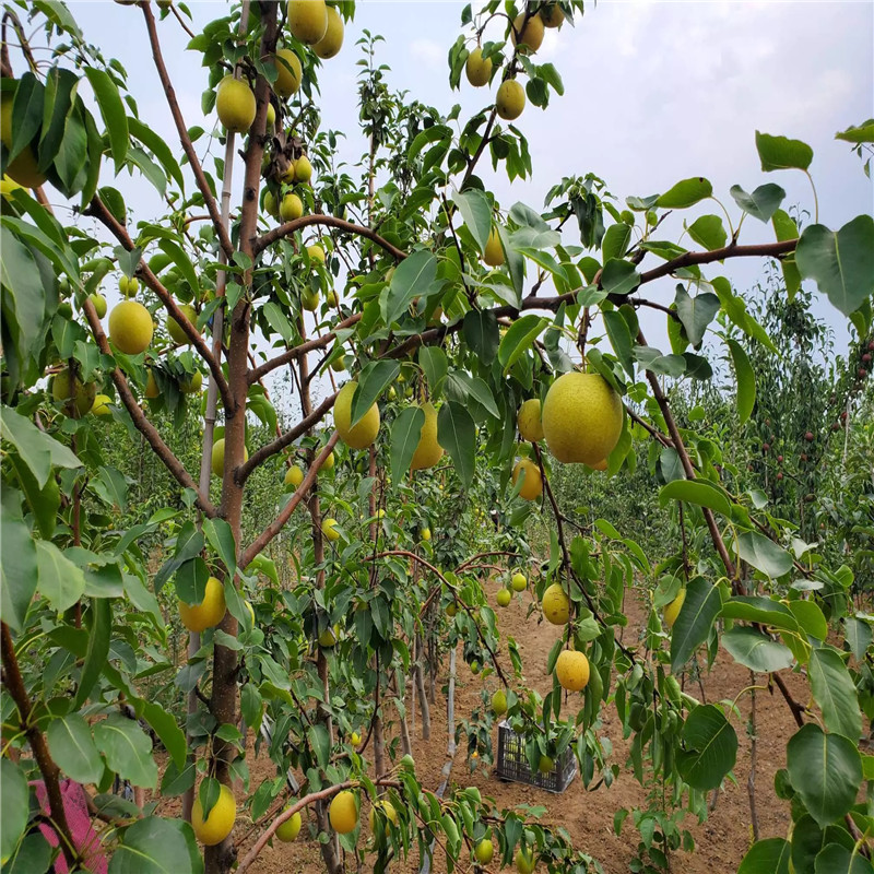 定植两年脆冠梨树苗基地报价