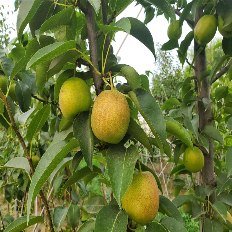 香梨苗種植季節(jié) 優(yōu)良品種梨樹苗批發(fā)基地