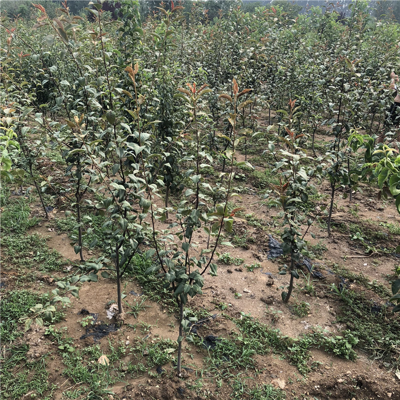 酥梨梨樹苗出售價錢 定植兩年三公分梨樹批發(fā)價格