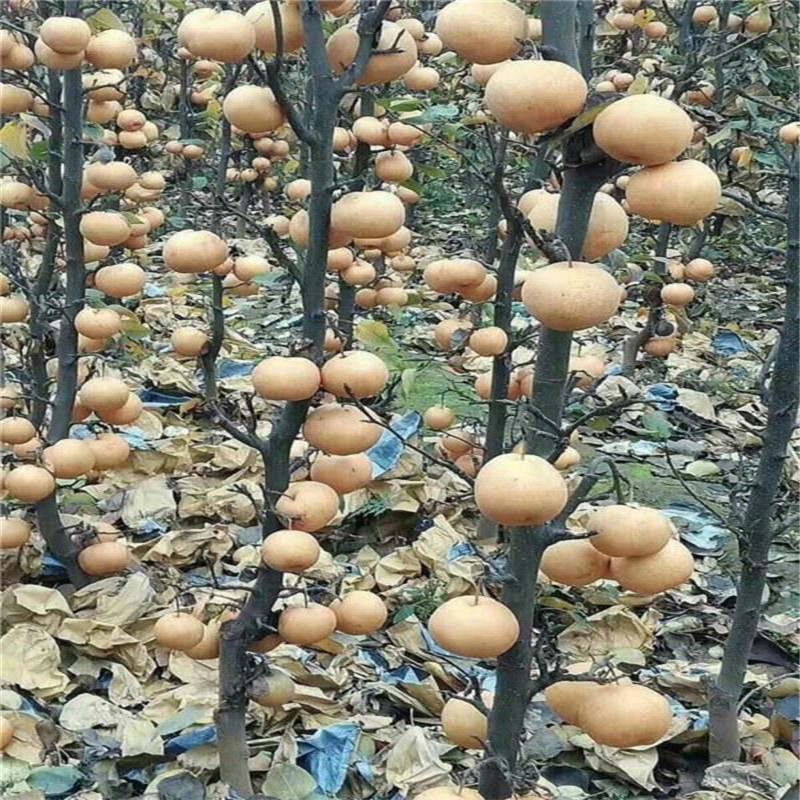 南水梨樹苗種植技術(shù) 2020年山東梨樹苗一棵價(jià)錢