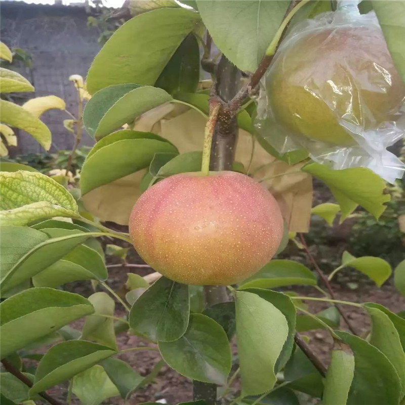酥梨梨樹苗出售價錢 定植兩年三公分梨樹批發(fā)價格