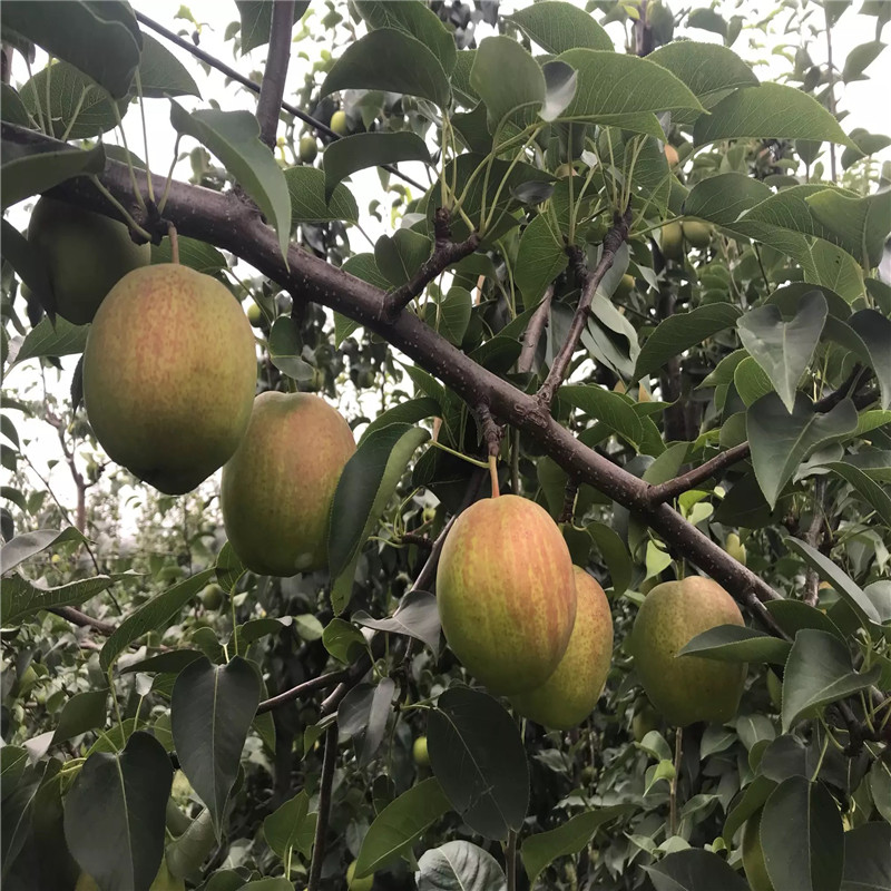 三紅梨梨樹苗批發(fā)基地 地徑一公分梨樹苗批發(fā)基地