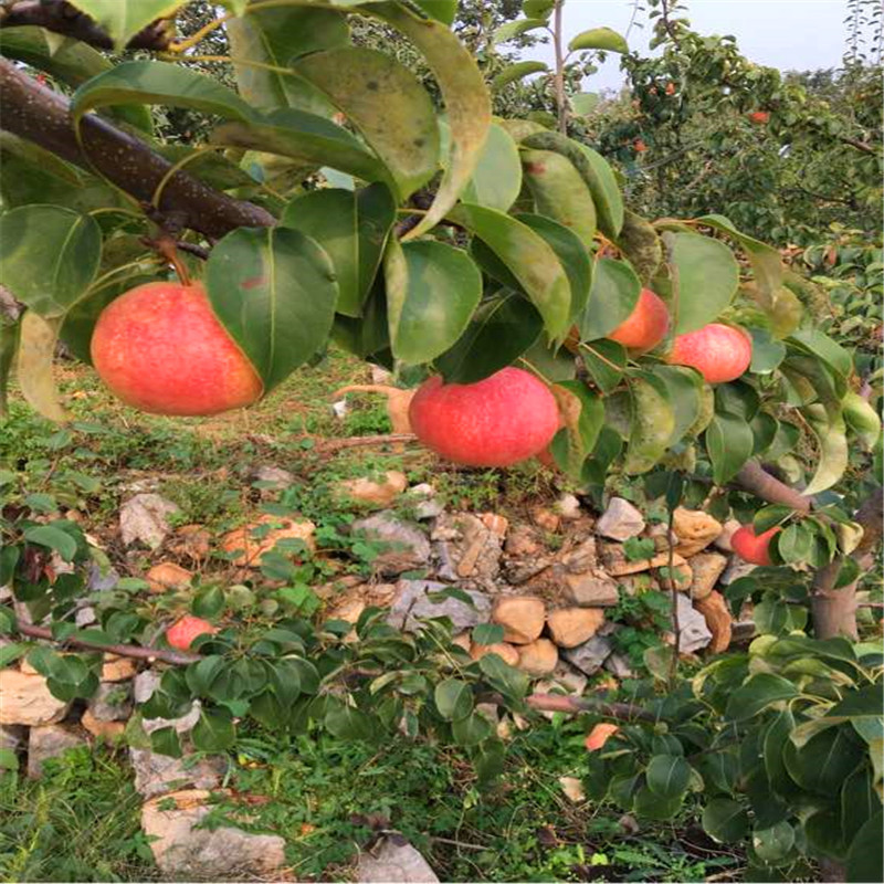 愛宕梨樹苗成熟季節(jié) 定植兩年梨樹批發(fā)基地
