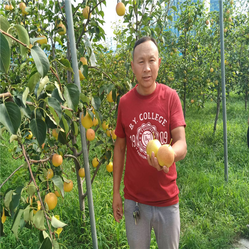 四公分結(jié)果李樹(shù)批發(fā)基地 圓黃梨樹(shù)苗種植技術(shù)