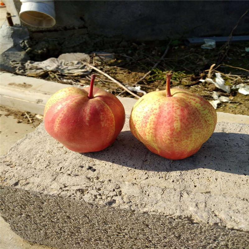 兩年生嫁接梨苗一棵價(jià)錢 紅梨苗基地報(bào)價(jià)