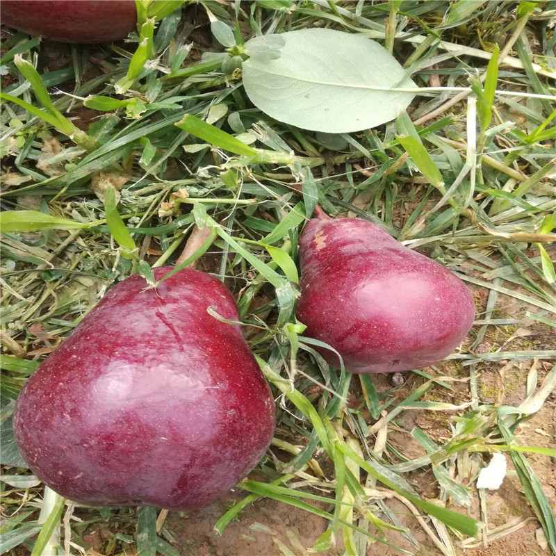 南水梨樹苗批發(fā)價(jià)格 三公分小梨樹價(jià)錢