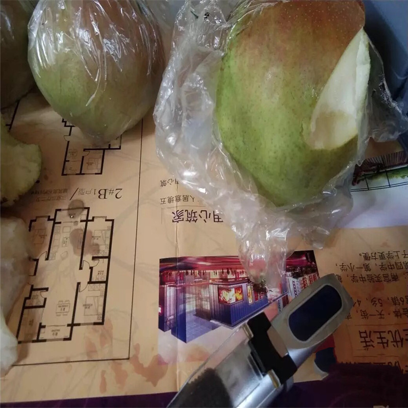意大利黑梨苗兩年生嫁接梨苗品種特色