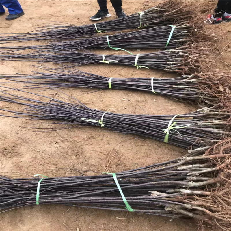 地径一公分梨树苗种植季节 美人酥红梨苗批发价钱