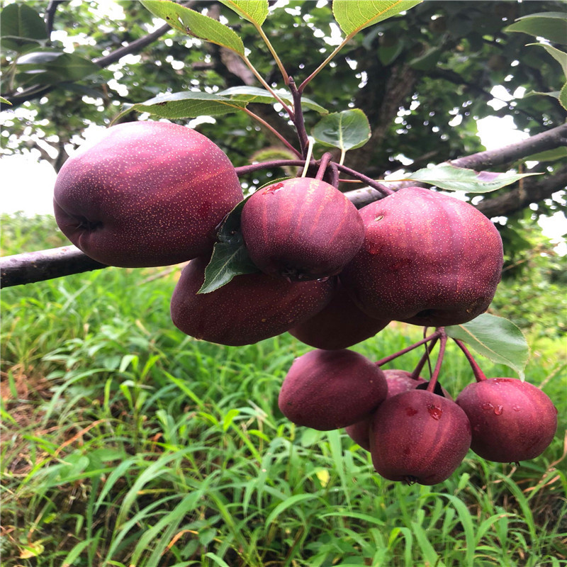 新品種梨樹苗三紅梨梨樹苗兩年結(jié)果
