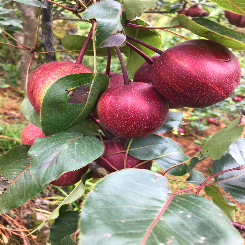 三公分小梨樹黑梨苗種植技術(shù)