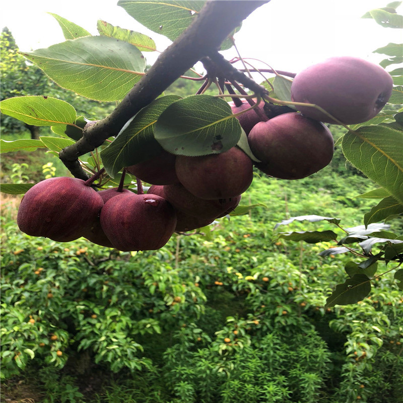 优良品种梨树苗满天星红梨苗成熟季节