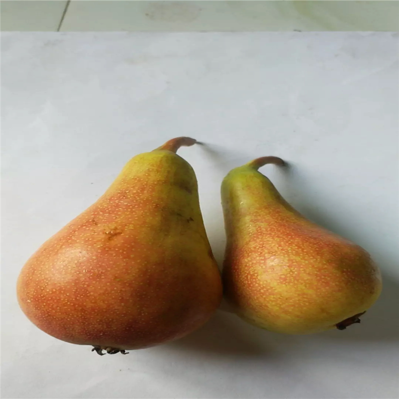 三公分小梨樹種植技術滿天星紅梨苗