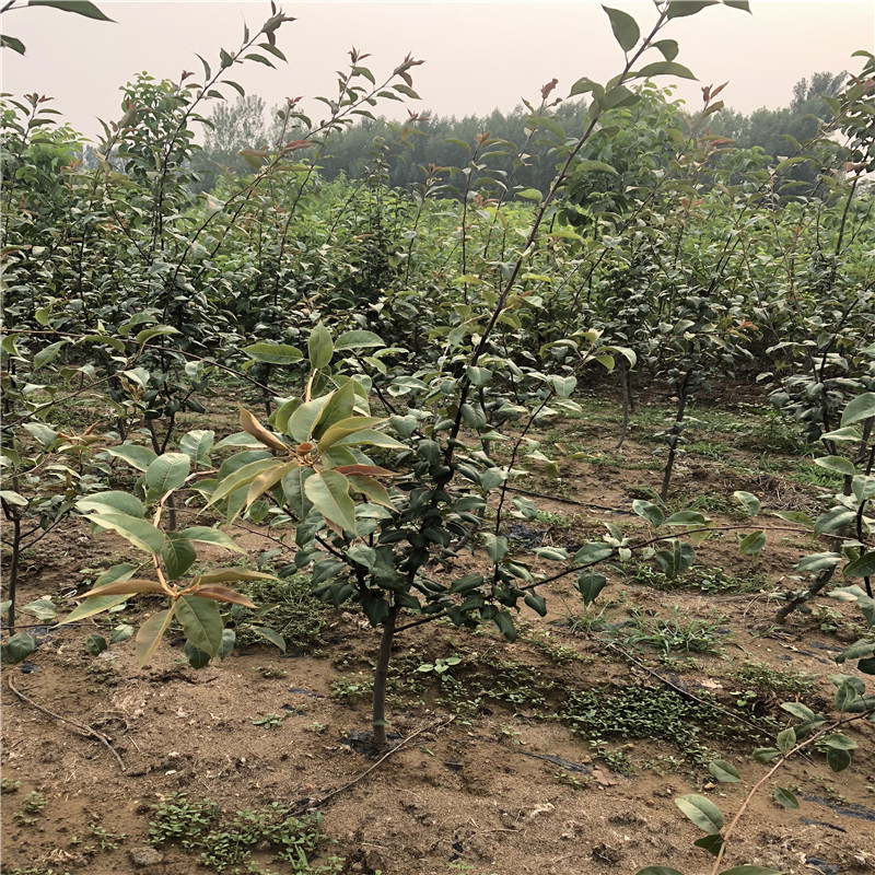 三紅梨梨樹苗批發(fā)基地 地徑一公分梨樹苗批發(fā)基地