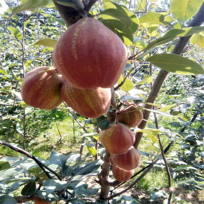 秋月梨樹苗批發(fā)價(jià)格 優(yōu)良品種梨樹苗每天報(bào)價(jià)