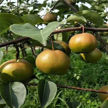 美人酥紅梨苗價格及報價定植兩年梨樹一棵價錢