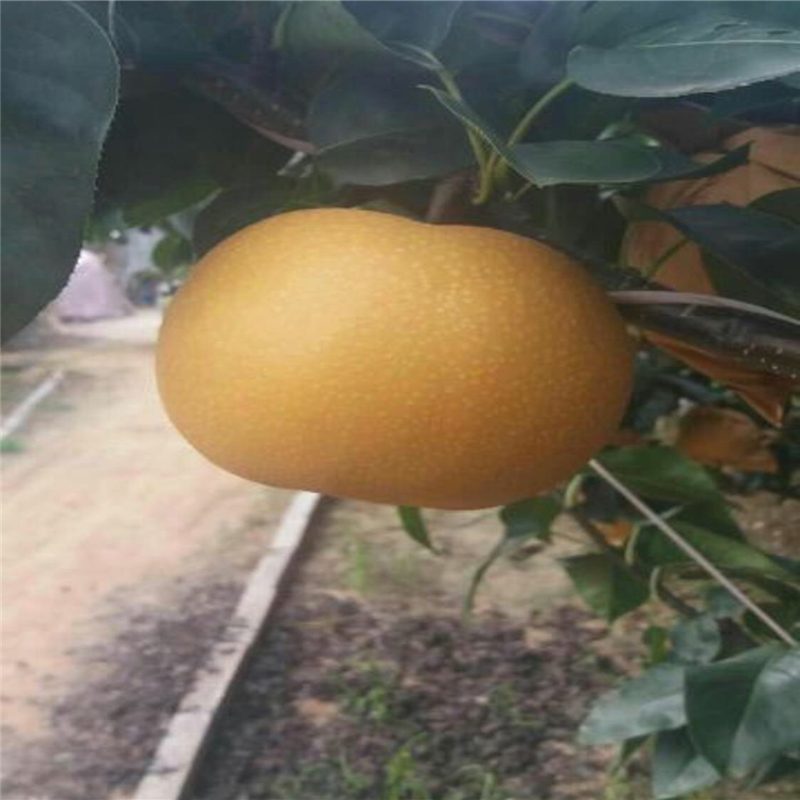 兩年生嫁接梨苗圓黃梨樹苗價錢