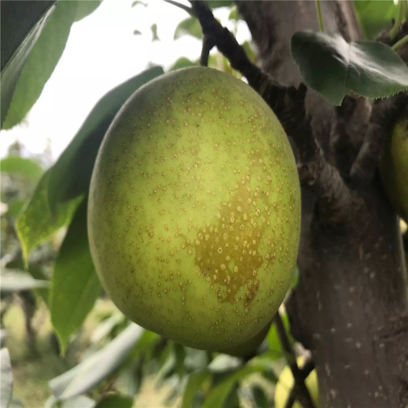 黃寶石梨樹苗苗場(chǎng)電話 定植兩年梨樹價(jià)錢