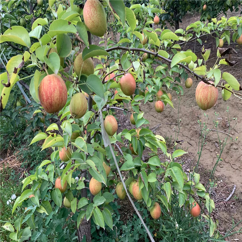 新品種梨樹苗梨樹苗批發(fā)基地