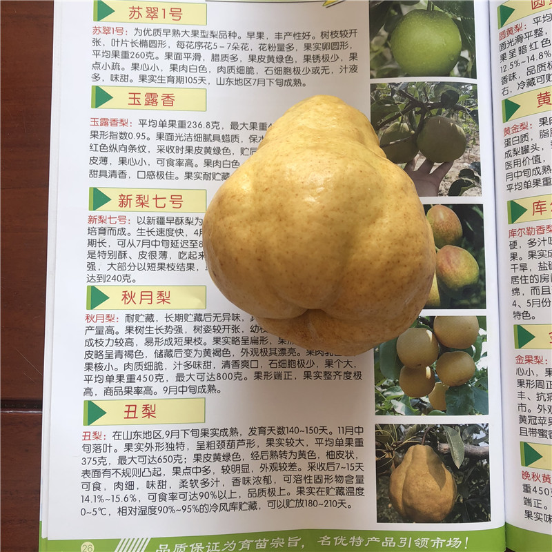 脆冠梨樹苗品種特色 2020年山東梨樹苗一棵價錢