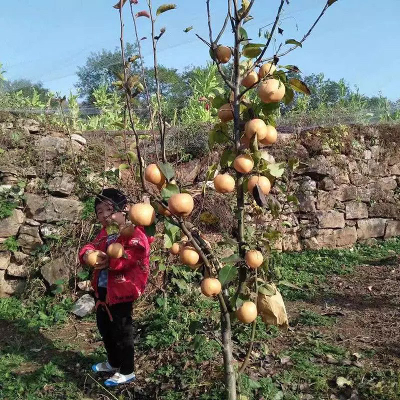 地徑一公分梨樹苗多錢一棵 黑梨苗基地報(bào)價