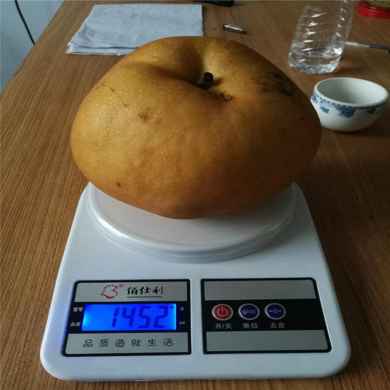 兩年生嫁接梨苗黃金梨樹苗價格及報價