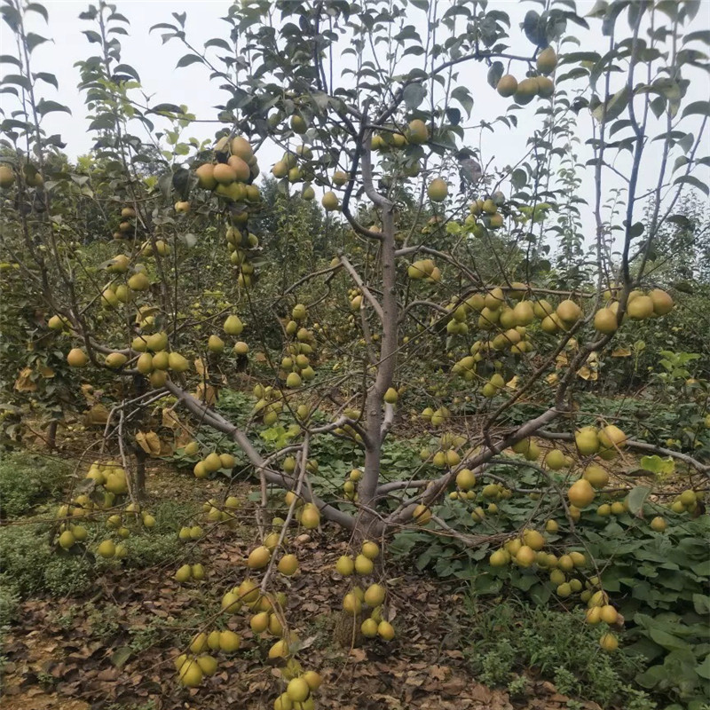杜梨苗基地報價 定植兩年梨樹市場報價