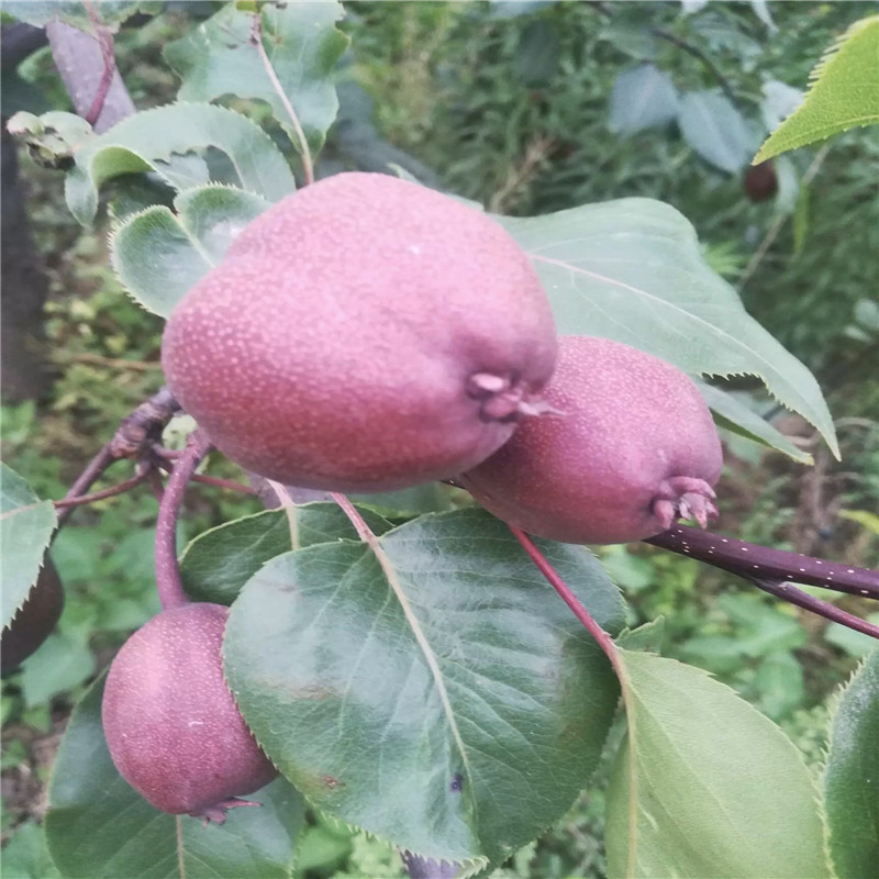 三公分小梨樹黑梨苗種植技術(shù)