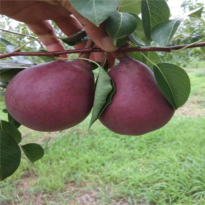 紅二號梨樹苗價格及報價 2020年山東梨樹苗種植季節(jié)